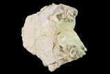 Oreodont (Merycoidodon) Jaw Section - South Dakota #136029-2